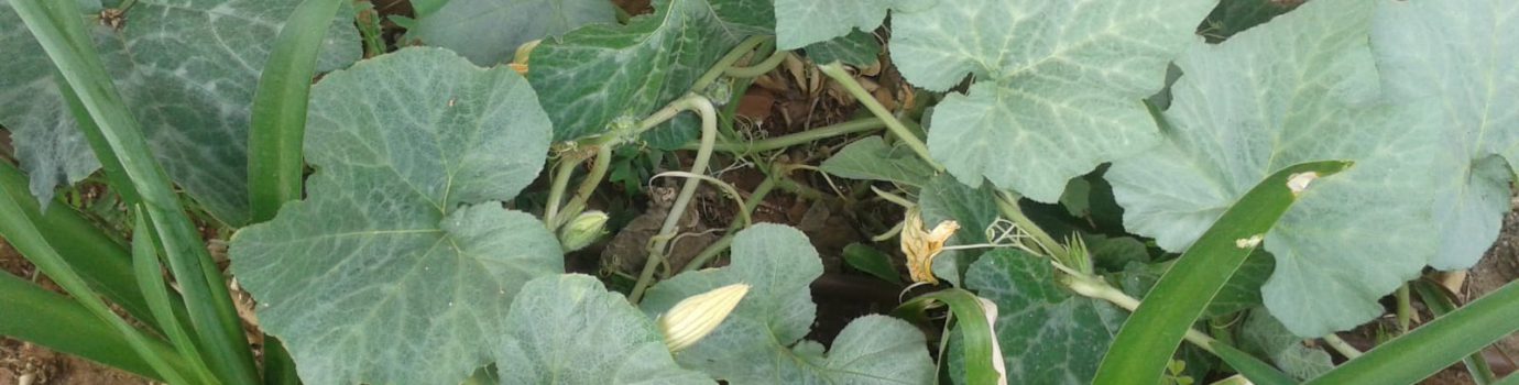 צמחונות וטבעונות