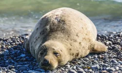 שינה והשמנה 2